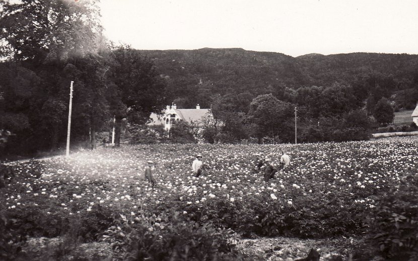 Søravalo blomstereng